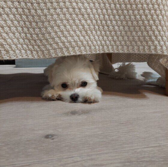 かくれんぼする小型Mix犬