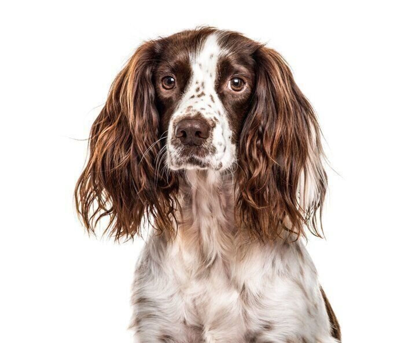 イングリッシュ スプリンガー スパニエルの特徴 性格 最新価格と飼い方 いぬのきもち 犬図鑑 いぬのきもちweb Magazine イングリッシュ スプリンガー スパニエルの特徴 性格 最新価格と飼い方 いぬのきもち 犬図鑑 いぬのきもちweb Magazine