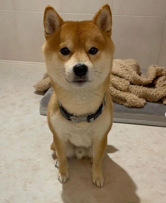 大豆くんは妹分にも優しいお兄ちゃん