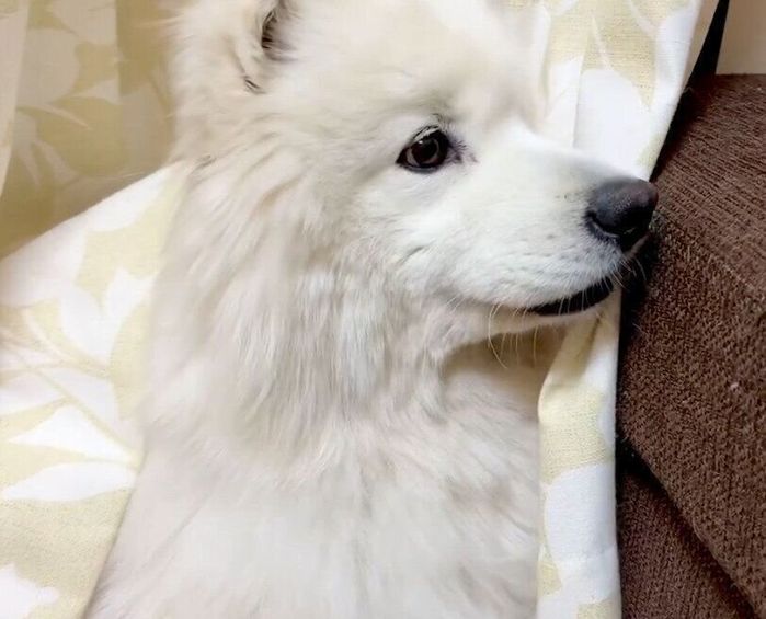 覚醒したサニーくん