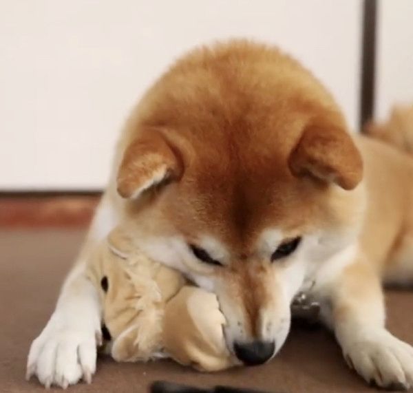 ぬいぐるみを守る柴犬