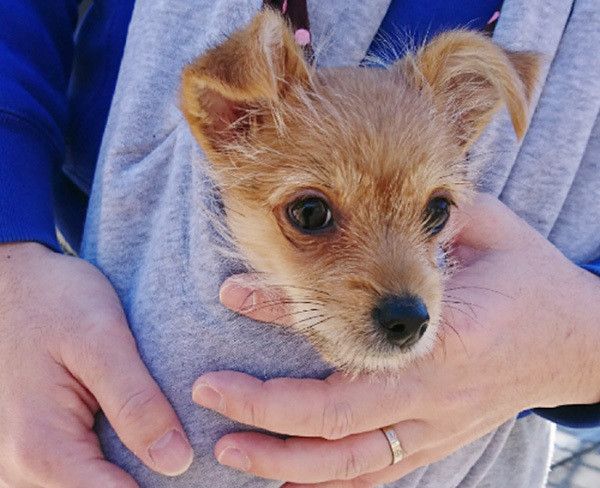 抱っこされる犬