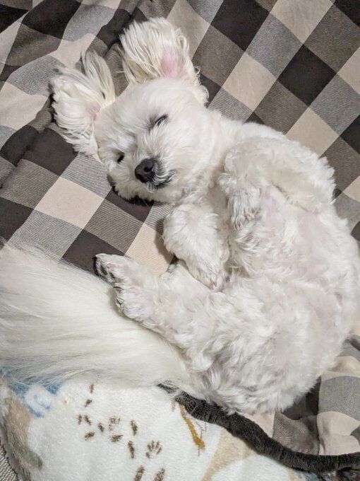 “ヘソ天”で眠るマルチーズ