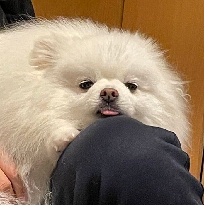 飼い主さんの膝に乗るらんまるくん
