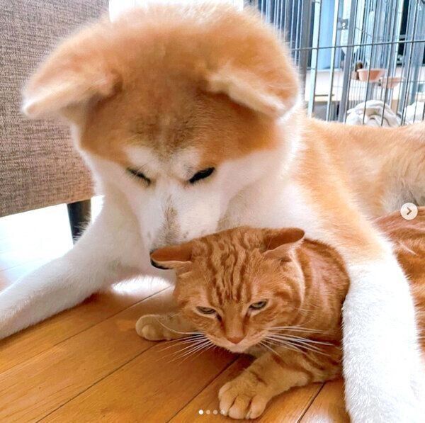 くりくんを抑え込むみつきちゃん