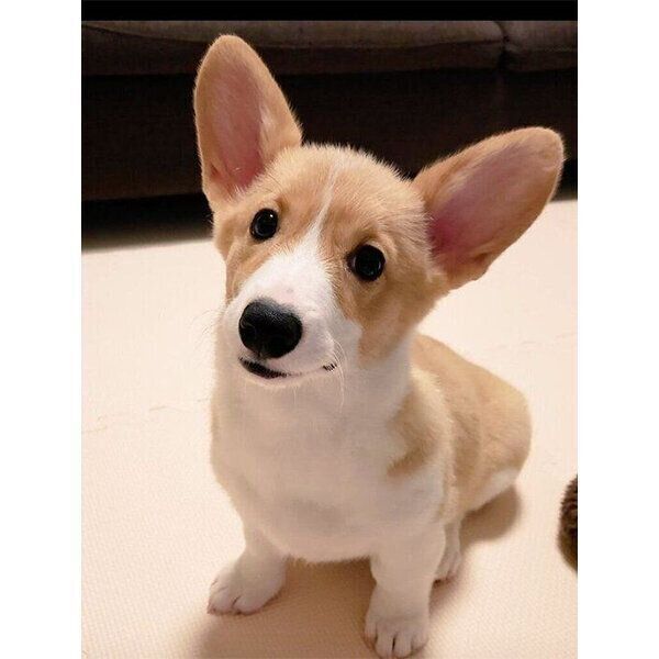 見つめるこまちちゃん