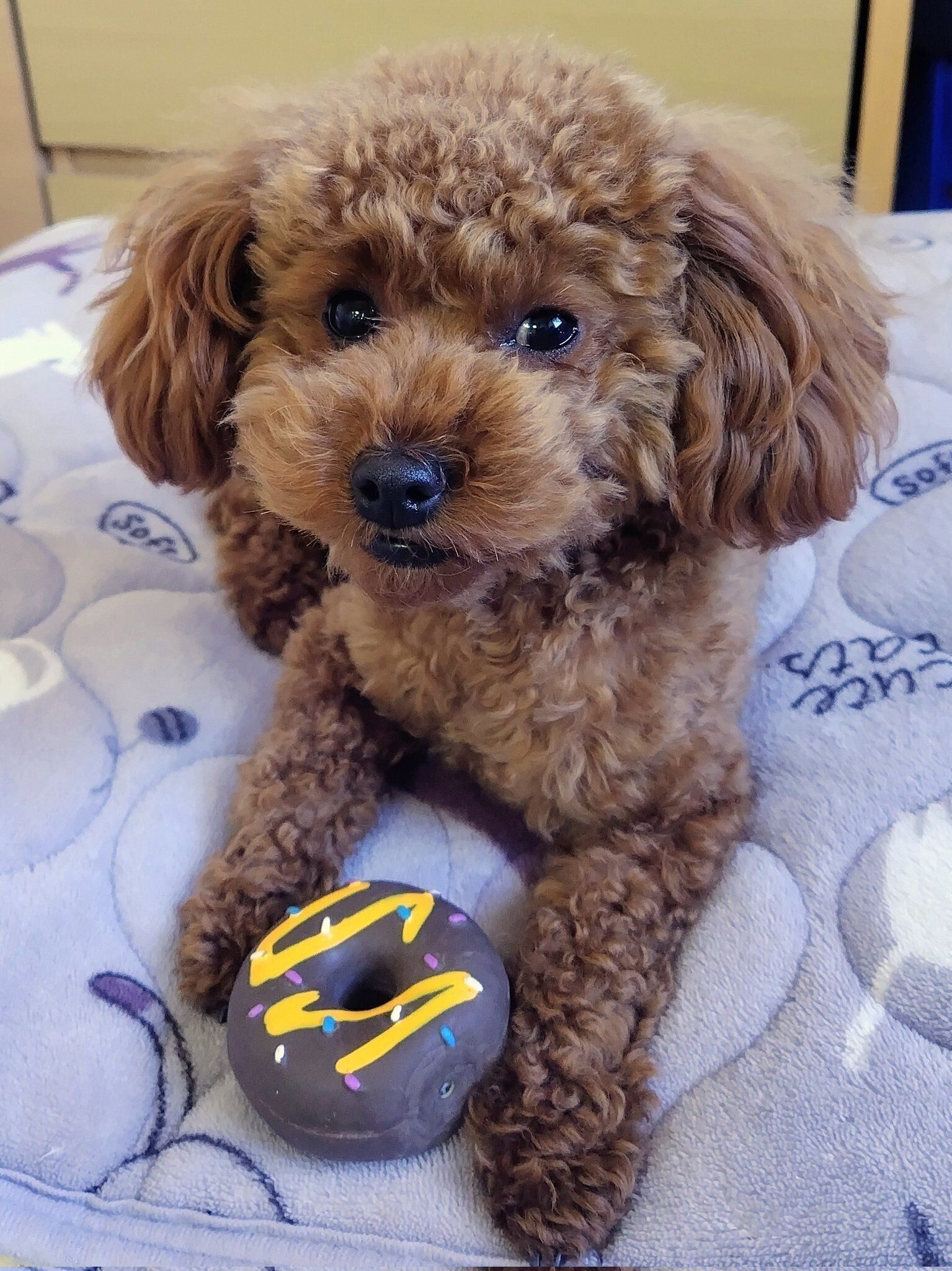 おもちゃで遊ぶトイプードル