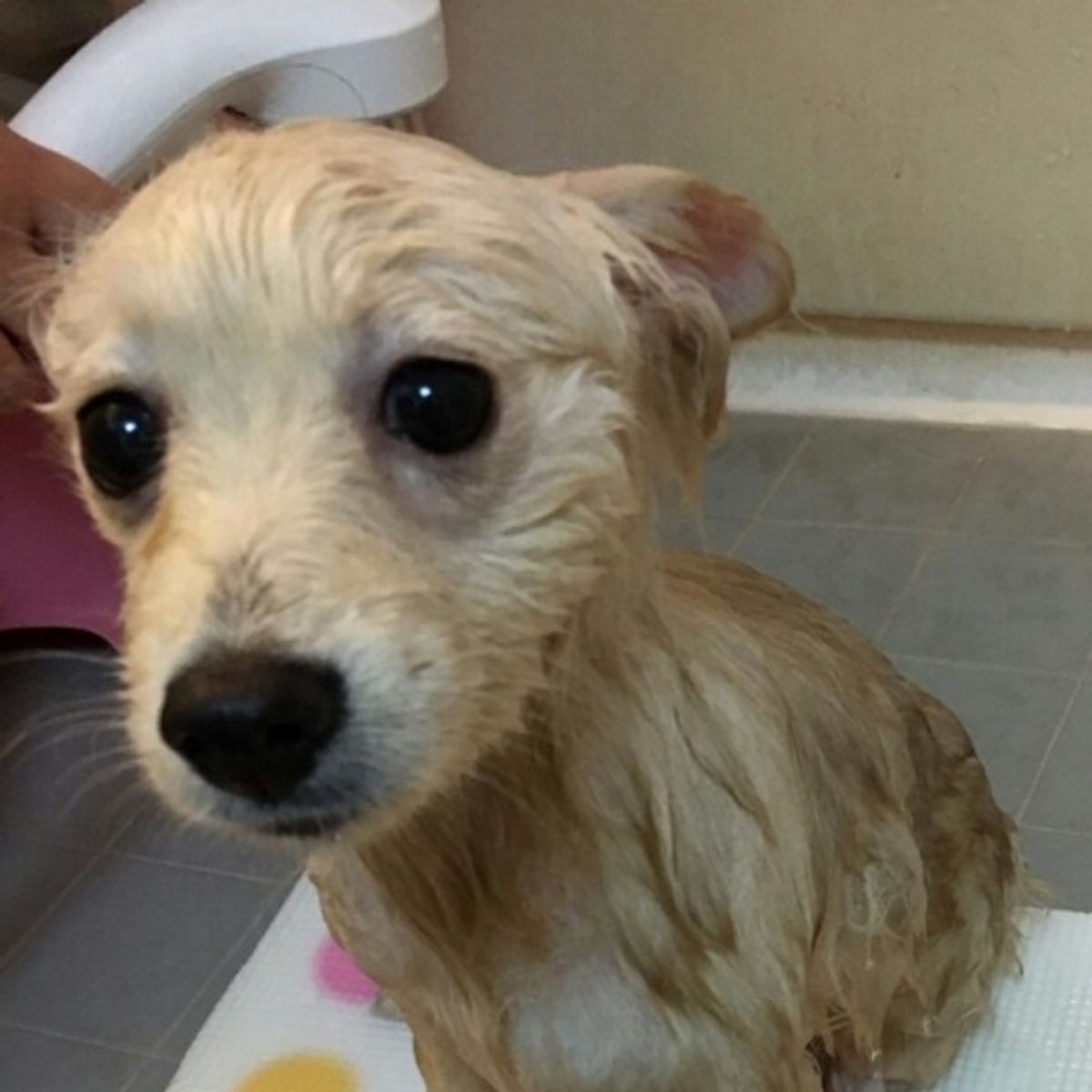子犬のお風呂はいつから シャンプー ドライのコツや注意点も解説 いぬのきもちweb Magazine 子犬のお風呂はいつから シャンプー ドライのコツや注意点も解説 いぬのきもちweb Magazine