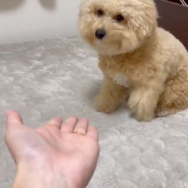 飼い主さんがオテをすると…