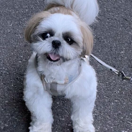 ひと休みするシー・ズー