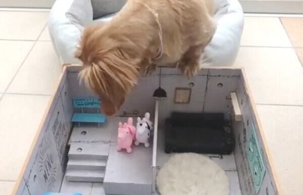 シュガちゃんを探すシフォンちゃん