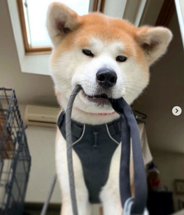 散歩待ちのジロウちゃん