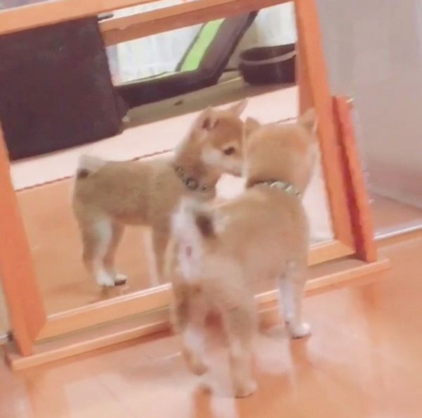 鏡の中自分と対面した柴犬