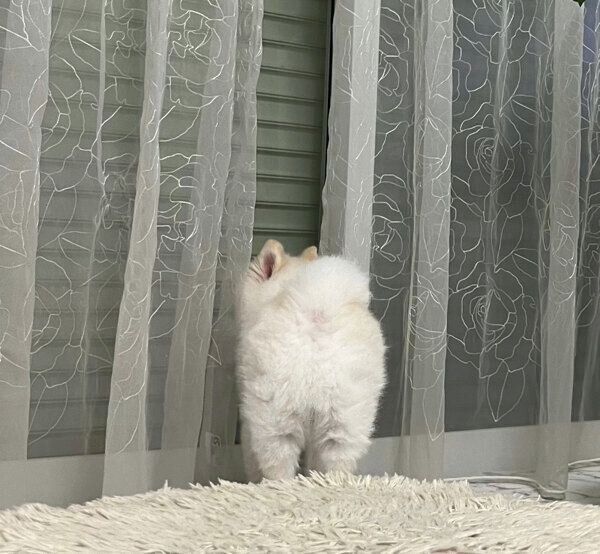 大好きなお姉ちゃんを待つぽんちゃん