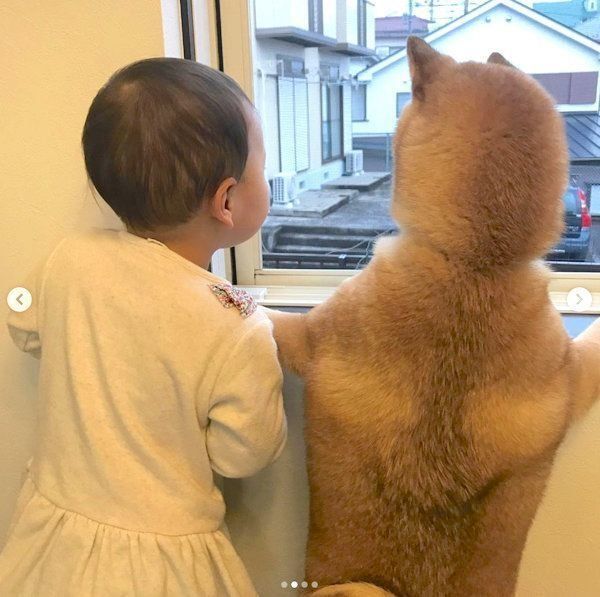 外を眺める柴犬と妹ちゃん