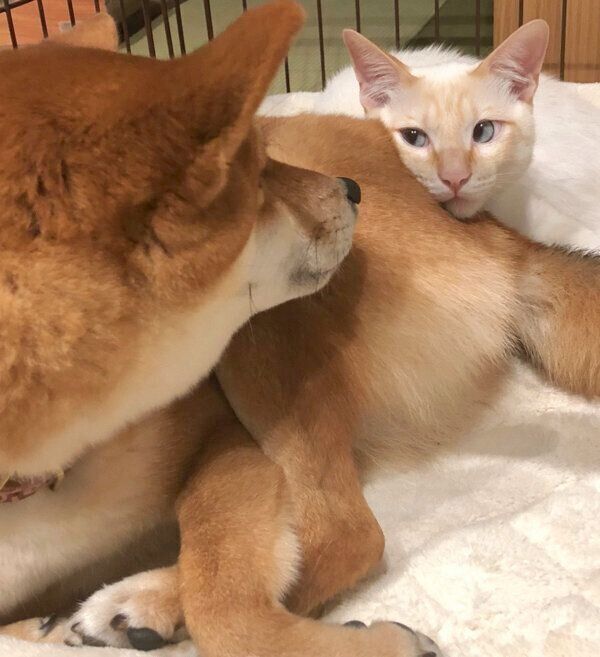 見つめ合うハナちゃんとトロくん