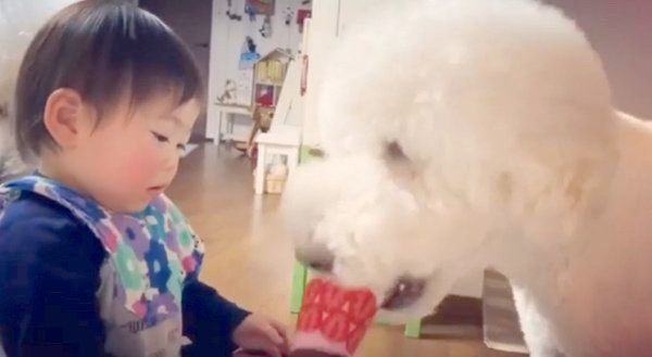 おもちゃの取り合いをするがっくんとむぎくん