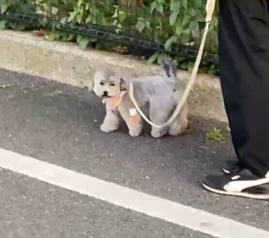 別の日に撮影された動画のひとコマ　何か気配を感じた様子のあたりちゃん