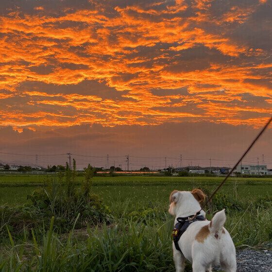 台風が来ると体調が悪くなる犬がいる？ 考えられる理由を獣医師に聞いてみた いぬのきもち