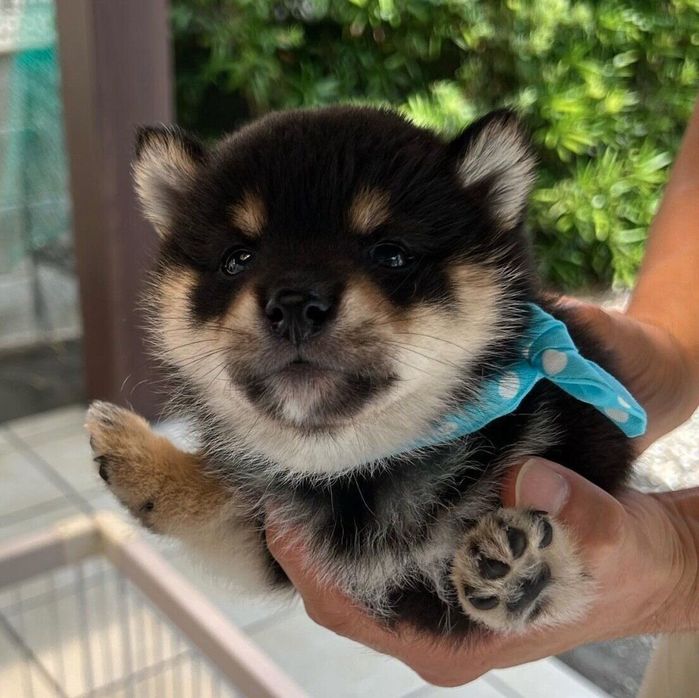初対面したときのひじきくん