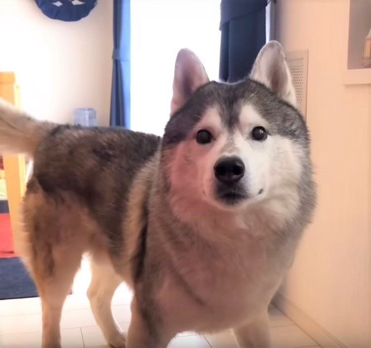 見つめるシベリアン・ハスキー