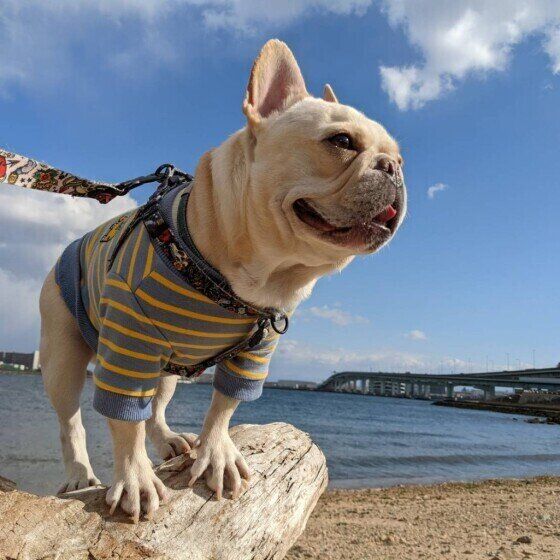 体力のない子犬やシニア犬はお出かけがストレスに 犬連れで外出する際の注意点 いぬのきもちweb Magazine