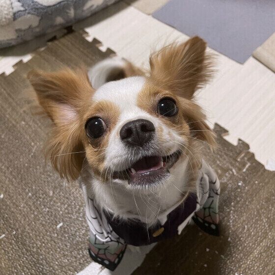 犬が嬉しくてうれしょんをする？ 犬を興奮させないうれしょん対策とは いぬのきもち