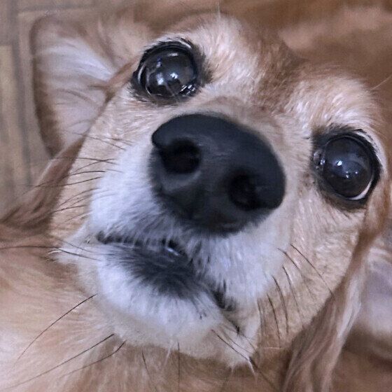 シニア犬が後追いをする理由と対応は？ 愛犬がずっとついてくる場合はどうすればいい？ いぬのきもち