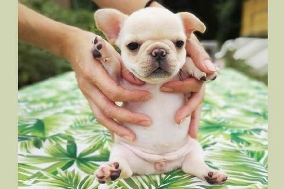 ぺちゃんこな鼻も愛おしい フレンチ ブルドッグの胸きゅんショット いぬのきもちweb Magazine ぺちゃんこな鼻も愛おしい フレンチ ブルドッグの胸きゅんショット いぬのきもちweb Magazine