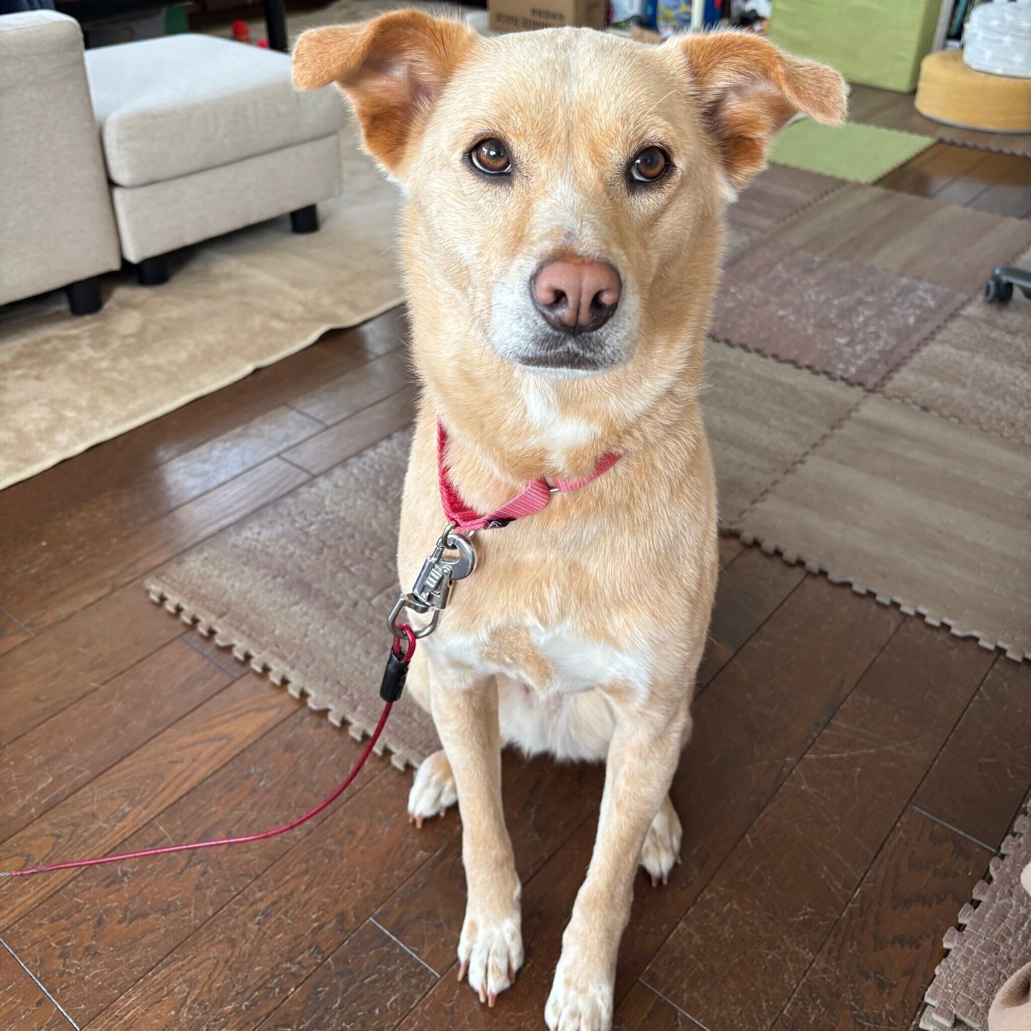 成長後のあんみつちゃんの様子　すっかり“美犬”に