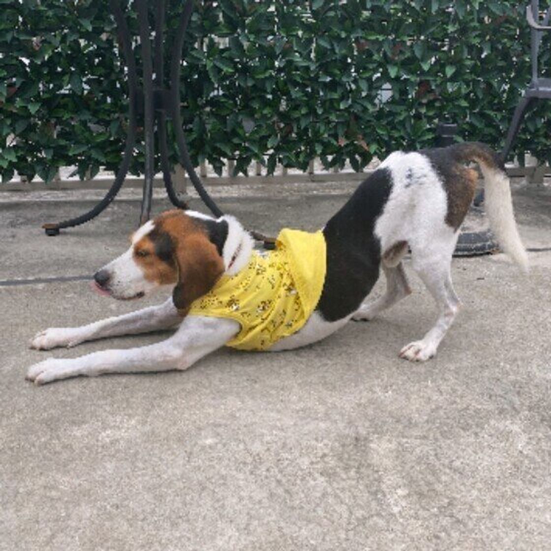 犬のしゃっくりの原因は 出にくくする 早く止める方法とは いぬのきもちweb Magazine 犬のしゃっくりの原因は 出にくくする 早く止める方法とは いぬのきもちweb Magazine