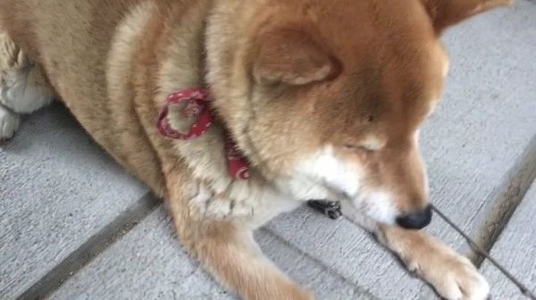 考える柴犬