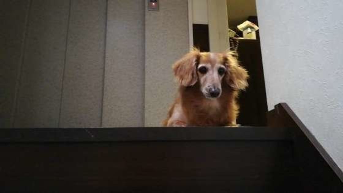 なぜ降りられないのに登る 階段の上からクーンと鳴く愛犬気持ちは いぬのきもちweb Magazine なぜ降りられないのに登る 階段の上からクーンと鳴く愛犬気持ちは いぬのきもちweb Magazine