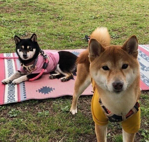 キャンプを楽しむ椛ちゃんと桜ちゃん