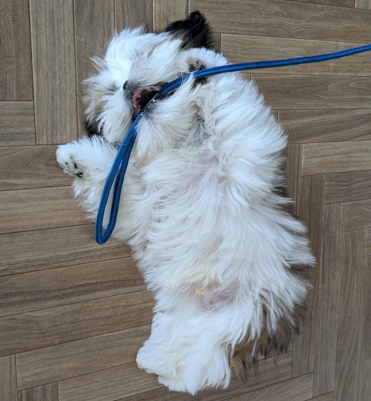 ヘソ天しながらリードを噛むズシくん