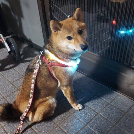 見つめる柴犬