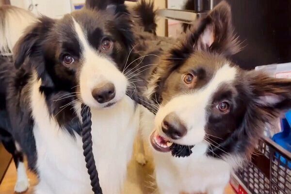 ロープで遊ぶチロルくんとノエルちゃん