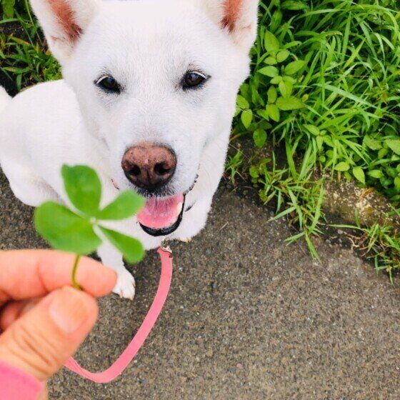 紀州犬のマナ（愛美）ちゃん
