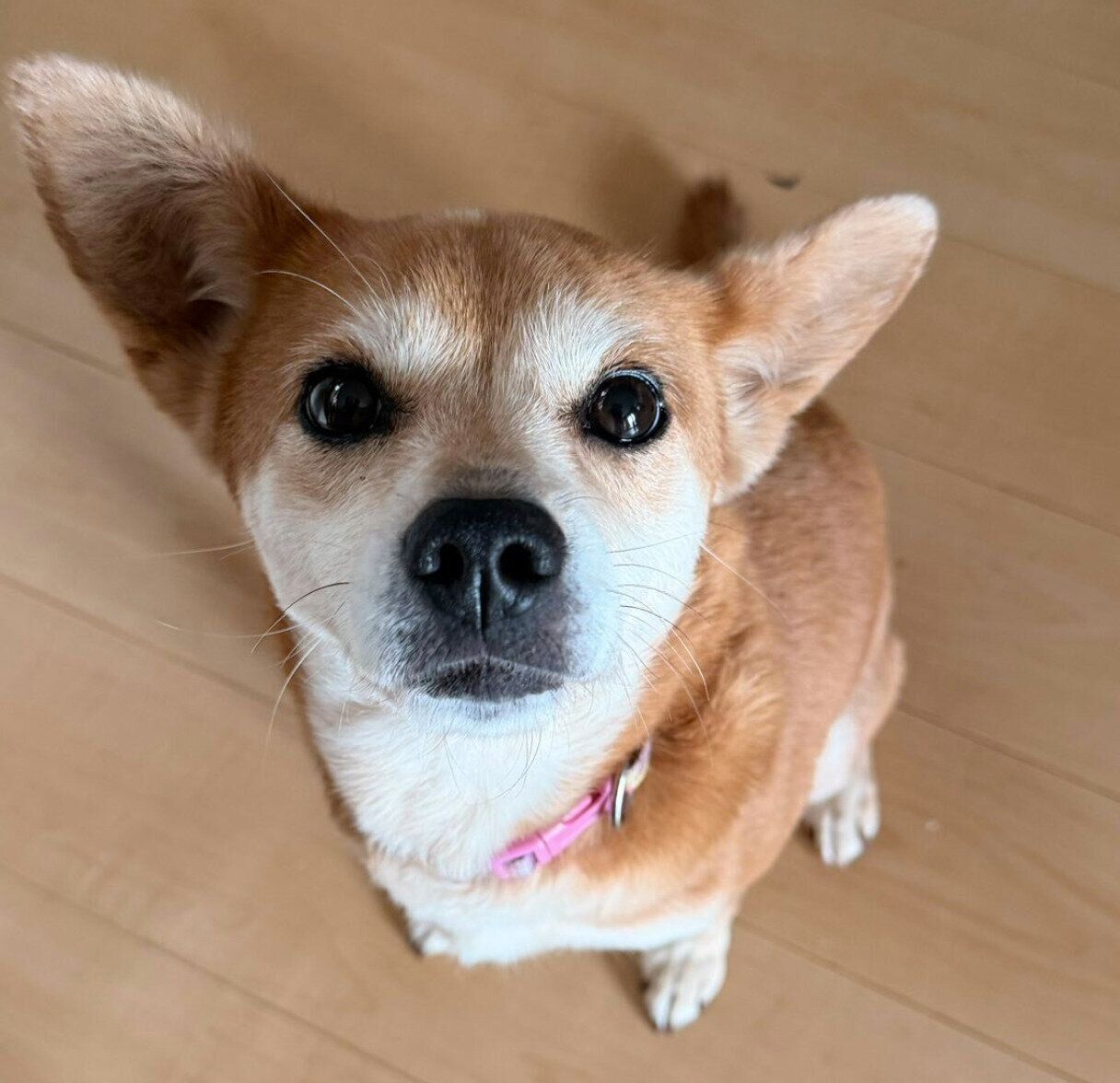 見つめるむぎちゃん