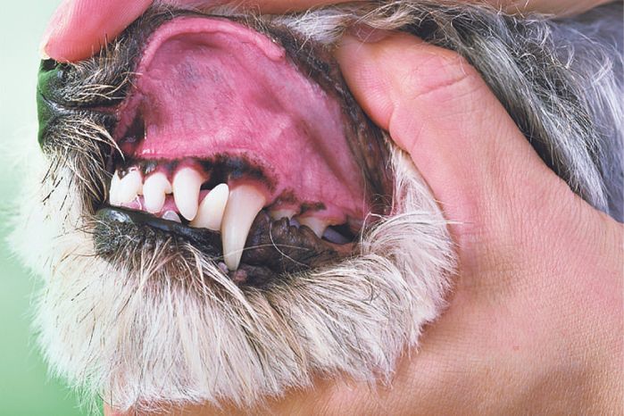 唇の裏チェック