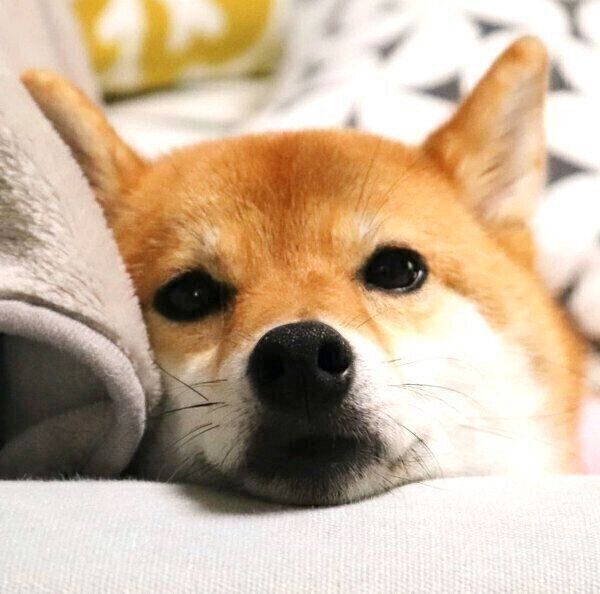 見つめるペロルちゃん