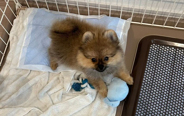生後3カ月頃のポメラニアン