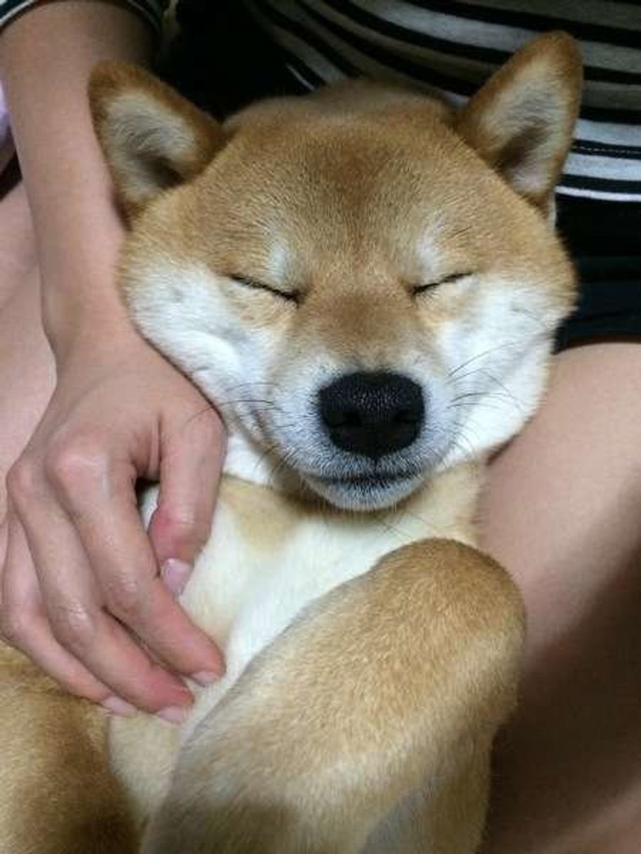 絶対起きてるでしょ 笑 愛犬が寝たふりする理由 いぬのきもちweb Magazine 絶対起きてるでしょ 笑 愛犬が寝たふりする理由 いぬのきもちweb Magazine