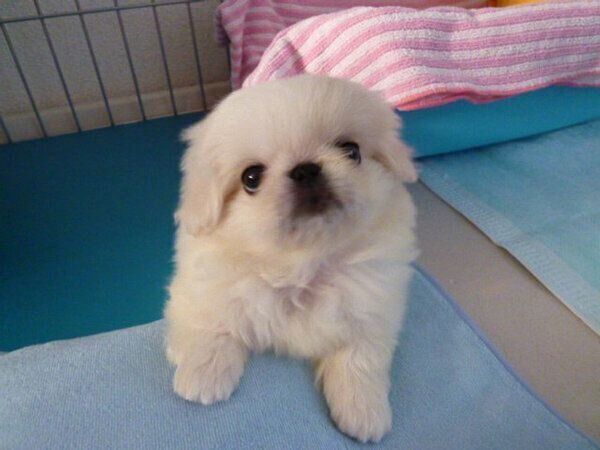 飼い主さんをじっと見つめるうにちゃん