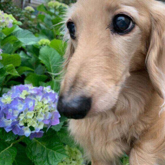 愛犬の老化を受け入れてできるサポートを「犬の老いと体の変化」 いぬのきもち