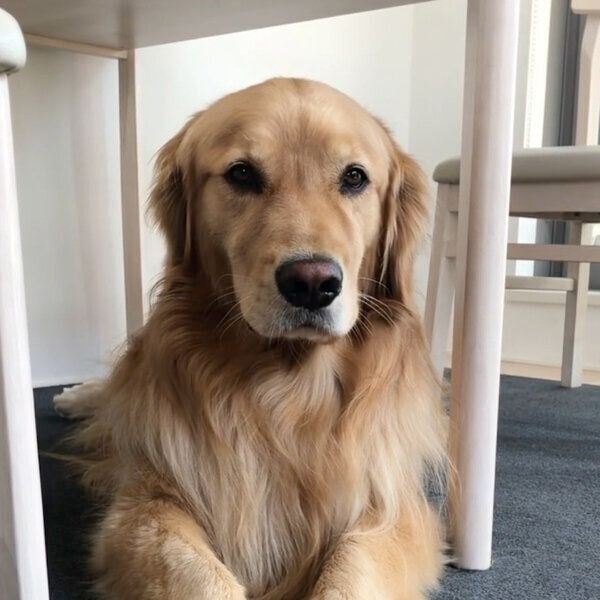 無の表情になる佐助くん