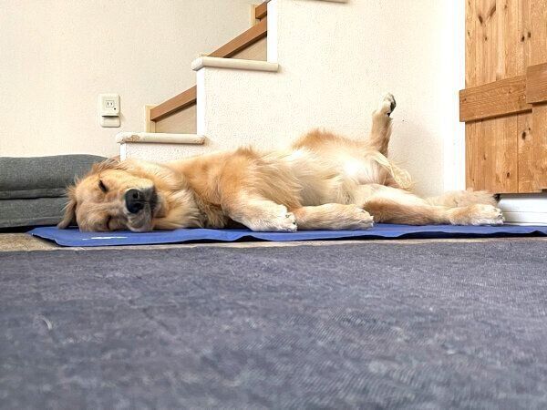 くつろぐうどんちゃん