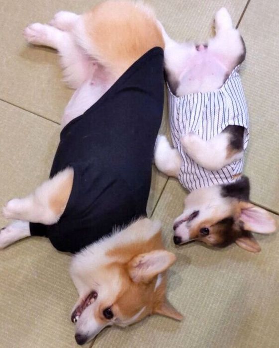 ゴロゴロするいろはちゃん、妹犬・どれみちゃん