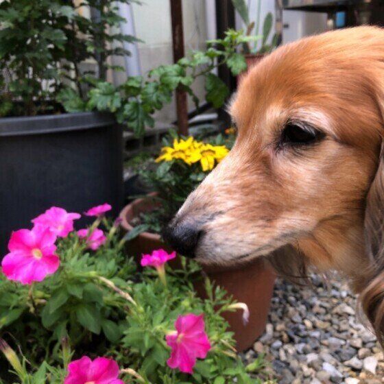 ミニチュア・ダックスフンド