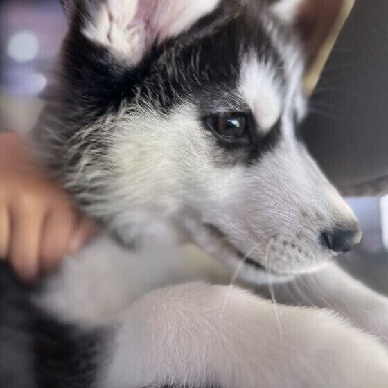 きれいな瞳をしたちょこちゃん